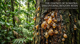 close-up shot of Benzoin resin tears on a tree in Sumatra, with focus on the texture and color of the resin, and a blurred background of the forest
