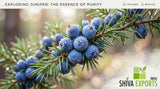 A macro photograph of blue-purple juniper berries dusted with natural white bloom on a branch with sharp green needles, fresh morning dew drops, shallow depth of field, natural scientific botanical illustration style