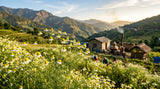 A close-up photograph capturing the delicate yellow and white flowers of German Chamomile (Matricaria chamomilla) growing in a sunny field in Nepal, with rolling hills and a traditional distillation facility in the background. The sunlight is soft and golden, highlighting the textures of the petals and leaves. The image has a natural, artisanal feel, emphasizing the botanical origin.