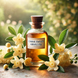 Cassie Sweet Absolute