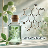 Alpha Phellandrene