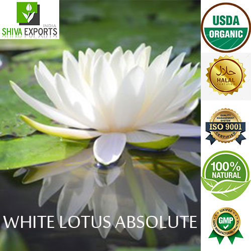 White Lotus Absolute
