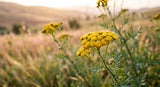 macro photograph of the vibrant yellow flowers of Tanacetum annuum (Blue Tansy), with a shallow depth of field, set against a soft, blurred background of a sun-drenched Moroccan field at dawn. The image has a natural, earthy feel with warm lighting.