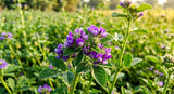 A macro photograph of the vibrant purple flowers and green leaves of the Psoralea corylifolia plant, growing in a field under bright sunlight. The focus is sharp on the intricate details of a single flower cluster, with the background softly blurred.