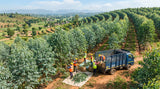 aerial shot of eucalyptus trees being sustainably harvested in Kannauj, India. Focus on the careful and responsible collection of leaves, with workers wearing appropriate safety gear. The image should convey the natural beauty of the landscape and the sustainable practices of the harvesting.