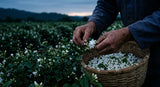 A close-up photograph of a worker's hands, weathered and precise, carefully picking delicate white Jasmine Grandiflorum flowers into a woven basket in the dim, cool light just before dawn. The background is softly blurred jasmine fields under a deep blue-grey sky.