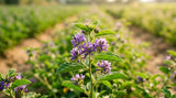 A macro photograph of the tiny purple flowers and green leaves of the Psoralea corylifolia plant, growing in a cultivated field under warm, natural sunlight. The focus is sharp on the delicate details of the flowers and leaves, while the background is softly blurred. The image has a natural, organic feel, emphasizing the plant-based origin of bakuchiol.