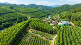 A stunning aerial view of a eucalyptus plantation in China, with harvesters visible, emphasizing sustainable farming practices.