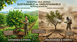 A split image: On one side, a lush, green, healthy bergamot farm using sustainable practices. On the other side, a barren, degraded farm using unsustainable practices. The contrast should be stark.