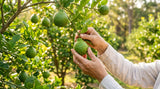 Close-up shot of ripe bergamot fruits on a tree in an orchard, with focus on the vibrant green color and textured skin. Sunlight filtering through the leaves, creating a warm and inviting atmosphere. Show the hands of a farmer gently picking a bergamot fruit.