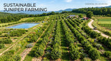 Aerial view of a juniper berry farm, showing sustainable farming practices like water conservation and diverse plant life around the juniper bushes. Bright, natural lighting.