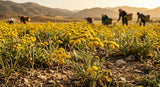 A macro photograph of the vibrant yellow, button-like flowers of Tanacetum annuum in a field in Morocco. The sun is low, casting a warm, golden light across the landscape, with a few workers visible in the distance harvesting by hand. Shallow depth of field, focused on the textures of the flowers and the dry soil.