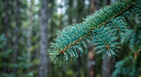 A macro photograph of the vibrant blue-green needles of a Blue Spruce branch, with small, crystalline resin droplets clinging to the surface. The background is a soft, out-of-focus forest scene under cool, natural daylight, highlighting the texture and color of the needles.