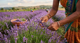 Close up shot of lavender flowers being harvested by hand in a field in Kannauj, India. Focus on the hands and the purple flowers. Soft, natural lighting.