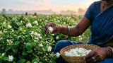 close-up shot of Jasmine Sambac flowers being harvested at dawn in a lush green field in Kannauj, India. Focus on the delicate white petals and the hands gently picking them. Soft, diffused sunlight.