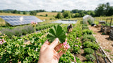 A close-up shot of a hand holding a geranium leaf, with a blurred background of a sustainable farming operation, showcasing solar panels and water conservation techniques.