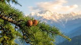 Close-up shot of Cedrus deodara needles and cones in the Himalayan mountains, with soft morning light