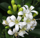 Jasmine Oil for Soap