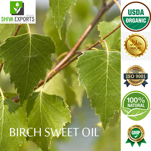 Birch sweet Oil