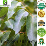 Eucalyptus Radiata Oil
