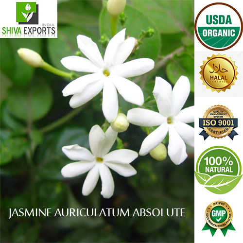 Jasmine Auriculatum Absolute