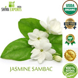 Jasmine Sambac Absolute