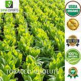 Tobacco Absolute (Leaf)