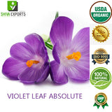 Violet Leaf Absolute