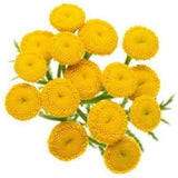 Blue Tansy Oil