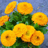 Calendula oil