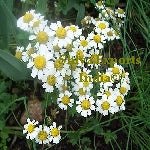 Chamomile German water
