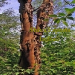 Cinnamon Cassia Bark Co2 Extract