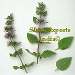 Peppermint Oil (Mentha Arvensis)