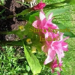 Curcuma Zedoaria Oil