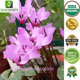 Cyclamen Absolute