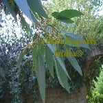 Eucalyptus Oil China