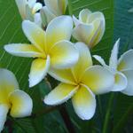 Frangipani Absolute