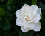 Gardenia Absolute
