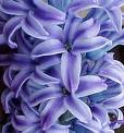 Hyacinth Absolute