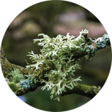 Oakmoss Oil