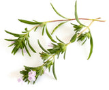 Savory Winter Oil