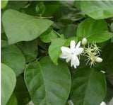 Jasmine Sambac Co2 Extract