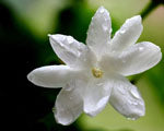 Jasmine Fragrance Oil