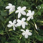 Jasmine Grandilflorum water