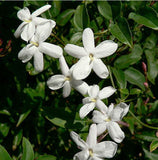 Jasmine Grandiflorum Co2 Extract