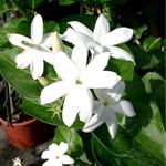 Jasmine Sambac Water