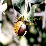 Jojoba Golden Oil