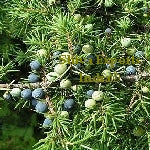Juniper Leaf Oil