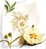 Labdanum Absolute