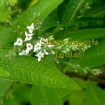 Lemon Verbena Oil